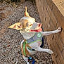Muffin joined the competition — help win amazing prizes! dog, small_dog, chihuahua_like, harness, leash, tongue_out, brick_wall, gravel, outdoor, sunny, ears_up, panting, standing, front_paws, shadow, closeup, pet, collar, happy, backyard