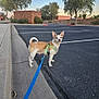 dog, small_dog, leash, harness, blue_leash, parking_lot, curb, sidewalk, asphalt, trees, brick_wall, blue_sky, evening, outdoor, standing, looking_at_camera, tail_up, pet, walk, urban