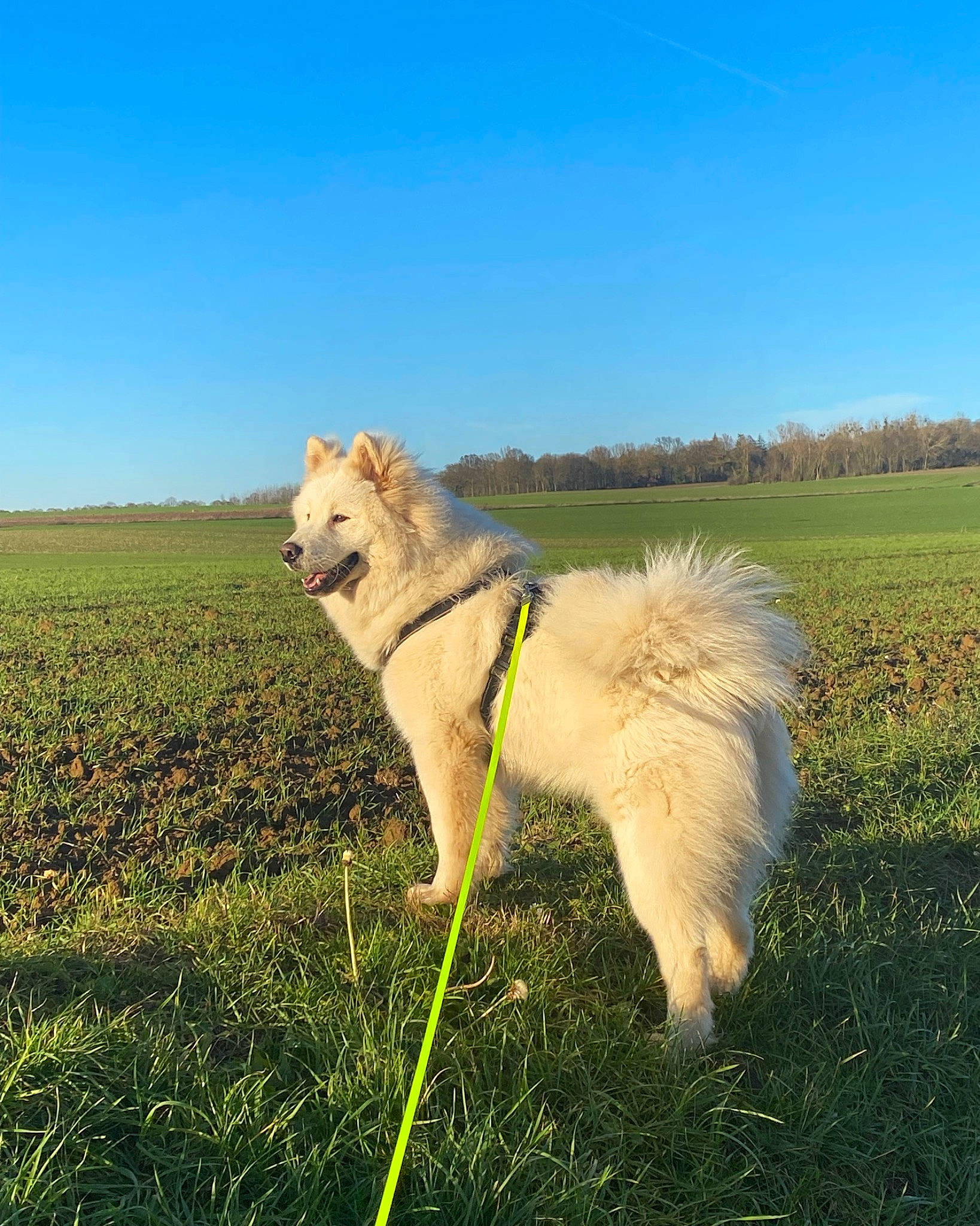 Tango participe au concours pour gagner de l'argent avec cette photo : canidae, canis, carnivore, collar, companion_dog, dog, dog_breed, dog_supply, field, grass, grassland, leash, pasture, plant, prairie, sky, sporting_group, tail, working_animal, working_dog