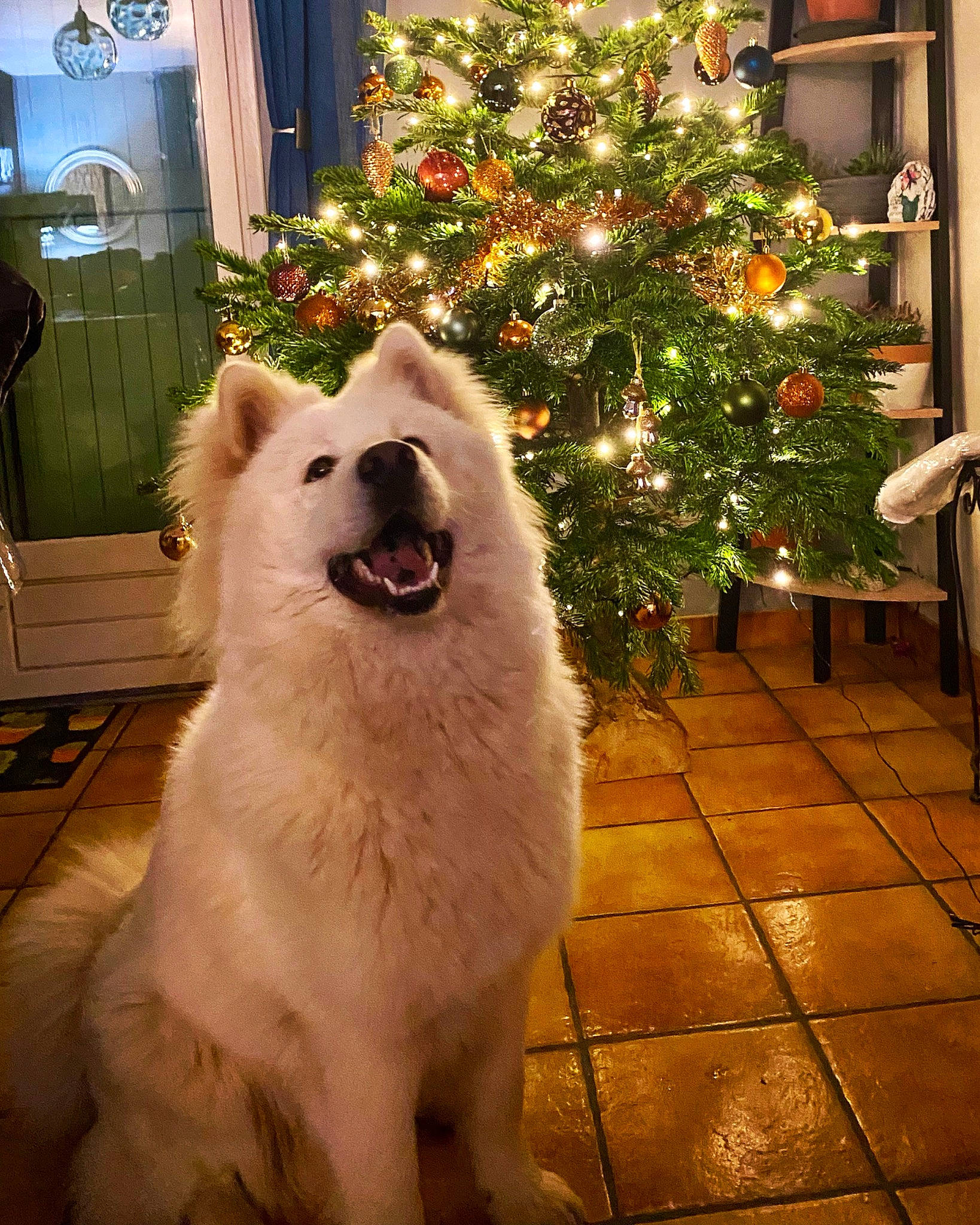 Tango a rejoint le concours — aidez-le/la à gagner de superbes lots ! canidae, carnivore, chair, christmas_decoration, christmas_tree, collar, companion_dog, dog, dog_breed, event, fang, fawn, fur, holiday, light, plant, spitz, sporting_group, tree, whiskers