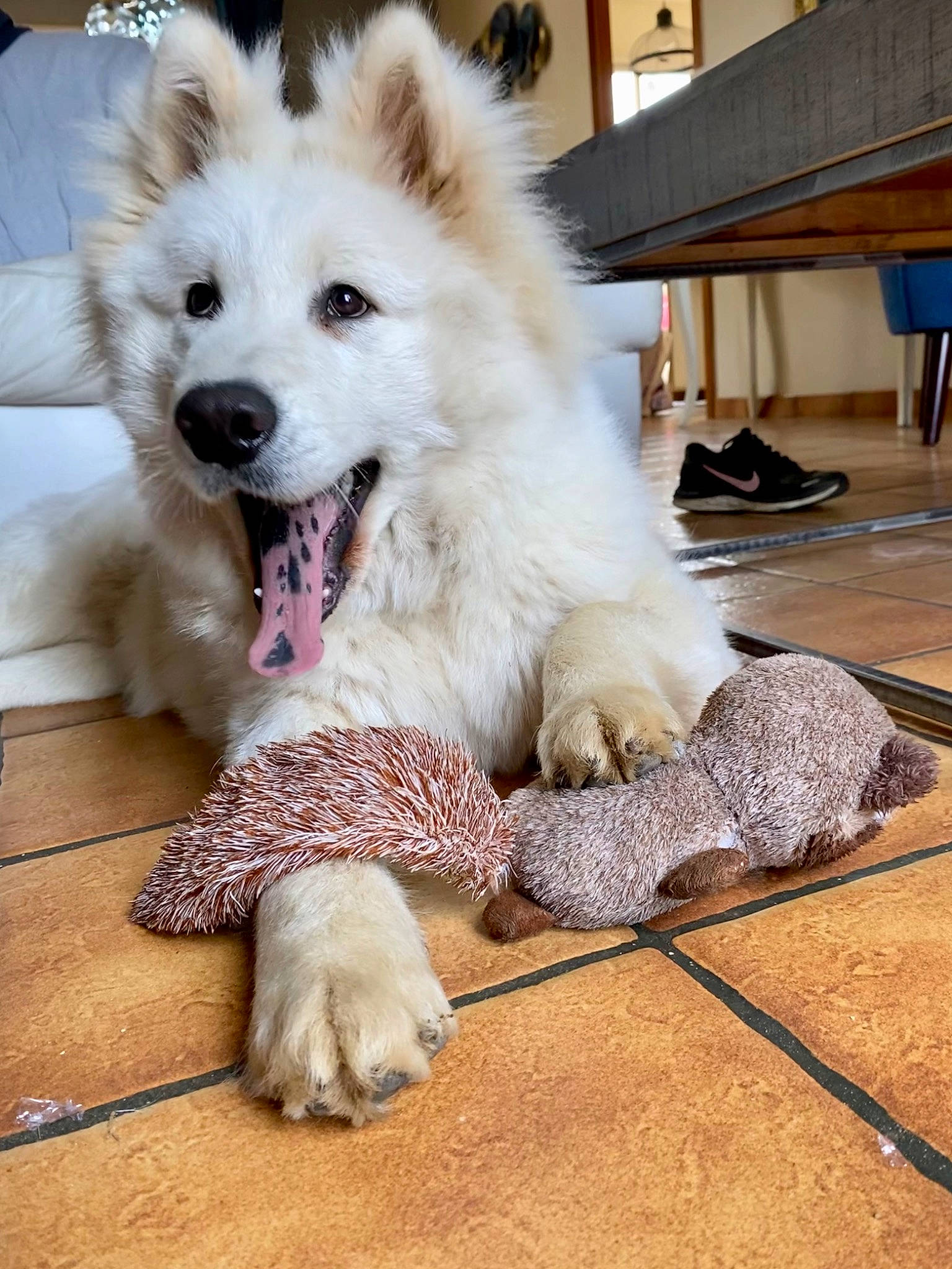 Tango participe au concours pour gagner de l'argent avec cette photo : canidae, carnivore, collar, companion_dog, dog, dog_breed, dog_supply, flooring, fur, german_spitz, german_spitz_mittel, hardwood, paw, snout, spitz, tail, volpino_italiano, whiskers, wood, working_animal