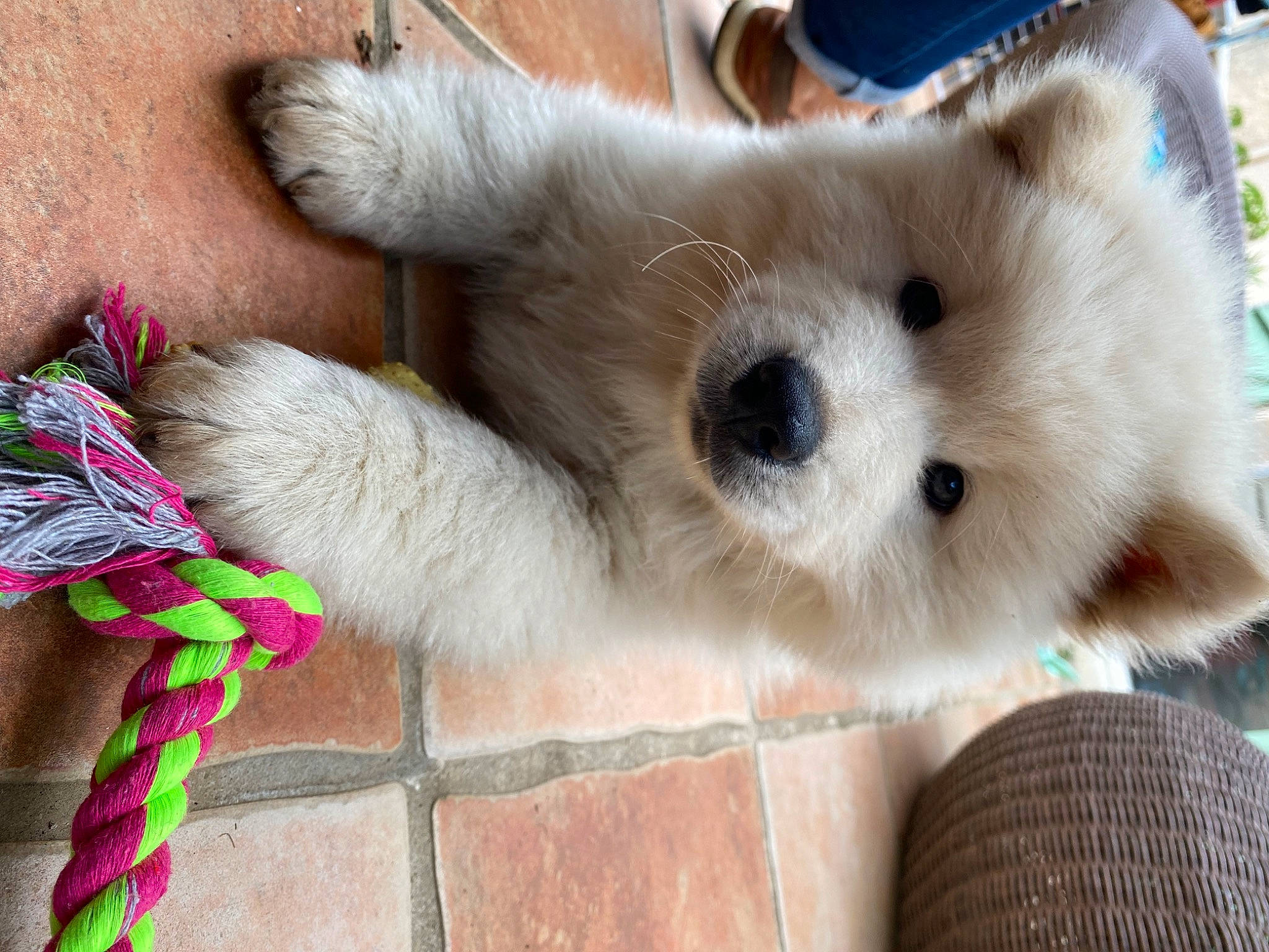 Tango participe au concours pour gagner de l'argent avec cette photo : canidae, carnivore, companion_dog, dog, dog_breed, fawn, felidae, fur, german_spitz, japanese_spitz, paw, plant, pomeranian, samoyed, small_to_medium_sized_cats, spitz, sporting_group, toy_dog, volpino_italiano, whiskers