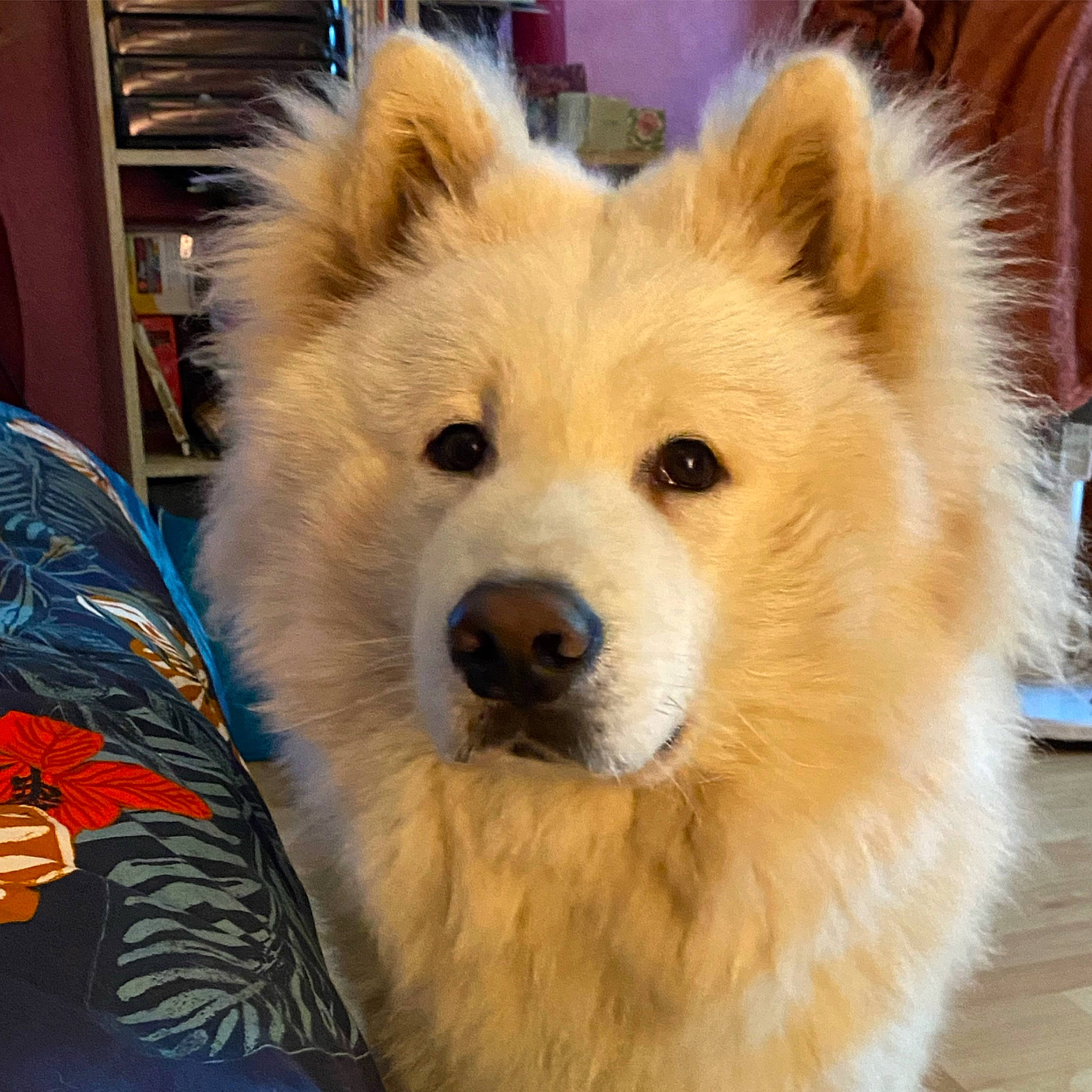 Tango participe au concours pour gagner de l'argent avec cette photo : ancient_dog_breeds, canidae, canis, carnivore, companion_dog, dog, dog_breed, fawn, fur, german_spitz_klein, german_spitz_mittel, giant_dog_breed, non_sporting_group, puppy, spitz, sporting_group, terrestrial_animal, whiskers, working_animal, working_dog