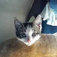 Rosita is registered to the contest to win money with this photo: animal, blanket, cat, cozy, curious, cute, domestic, ears, face, feline, fur, indoor, kitten, pet, pink_nose, resting, small, soft, whiskers, young