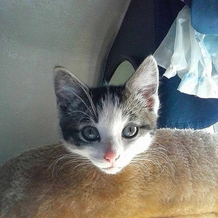 Rosita