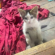 Cupcake is registered to the contest to win money with this photo: kitten, cat, wooden_floor, red_cloth, indoor, curious, pet, fur, animal, small, young, wide_eyes, looking_at_camera, domestic, cute, standing, whiskers, ears, tail, floor