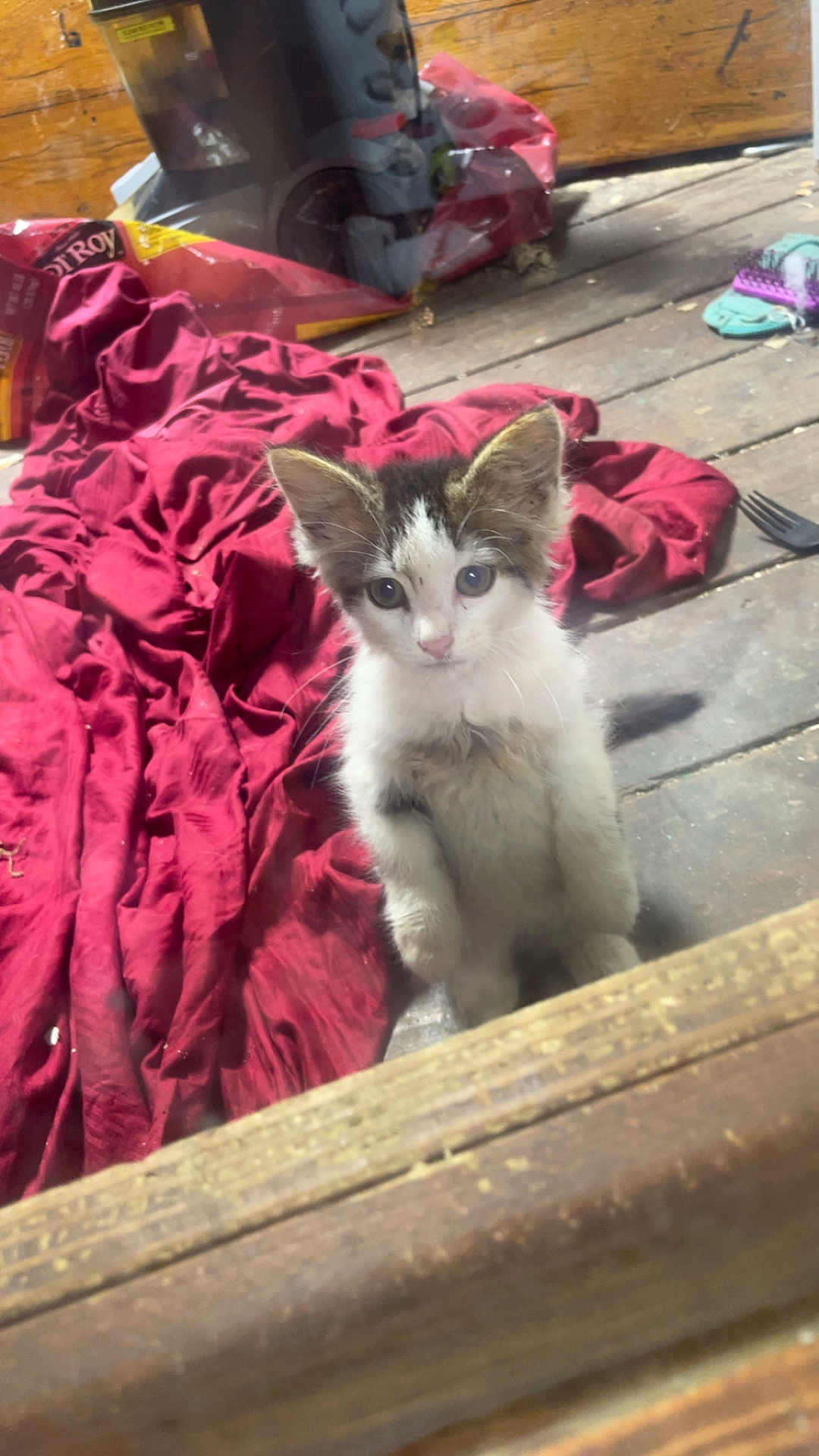 Cupcake is registered to the contest to win money with this photo: kitten, cat, wooden_floor, red_cloth, indoor, curious, pet, fur, animal, small, young, wide_eyes, looking_at_camera, domestic, cute, standing, whiskers, ears, tail, floor