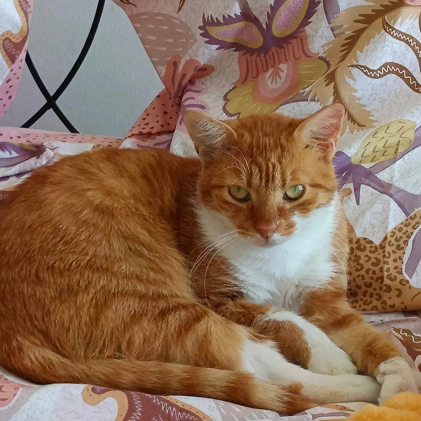 Willow a rejoint le concours — aidez-le/la à gagner de superbes lots ! abyssinian, angora, animal, bed, bedroom, blanket, cat, couch, cushion, furniture, homedecor, indoors, kitten, manx, person, pet, pillow, quilt, room, sleeping