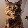 cat, tortoiseshell, fluffy, long_hair, pet, animal, portrait, close_up, face, eyes, ears, whiskers, fur, brown, black, orange, indoors, wall, sitting, serious