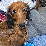 Chloe joined the competition — help win amazing prizes! dog, dachshund, pet, animal, brown_fur, curled_up, couch, blanket, cozy, indoors, fur, looking_up, ears, snout, relaxed, companion, cute, domestic_animal, resting, comfort
