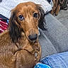 dog, dachshund, pet, animal, brown_fur, curled_up, couch, blanket, cozy, indoors, fur, looking_up, ears, snout, relaxed, companion, cute, domestic_animal, resting, comfort