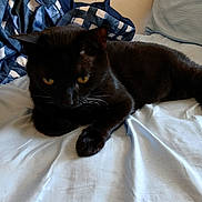 Ozzy joined the competition — help win amazing prizes! animal, bed, black_cat, blanket, blue, cat, closeup, cozy, cute, domestic_animal, feline, fur, indoor, pet, relaxing, resting, sheet, sleepy, whiskers, yellow_eyes
