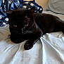black_cat, cat, pet, indoor, bed, blanket, yellow_eyes, feline, resting, fur, whiskers, domestic_animal, animal, sleepy, cute, cozy, sheet, blue, relaxing, closeup
