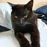 Ozzy is registered to the contest to win money with this photo: black_cat, cat, pet, animal, feline, bed, pillow, blanket, indoor, resting, whiskers, fur, yellow_eyes, stretching, cute, cozy, relaxed, domestic_cat, portrait, sleepy