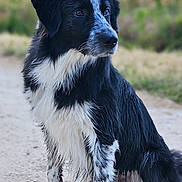 Atlas participe au concours pour gagner de l'argent avec cette photo : dog, black_and_white, sitting, outdoor, fur, animal, pet, canine, portrait, nature, blurred_background, path, attentive, looking_away, long_hair, mammal, companion, friendly, cute, alert