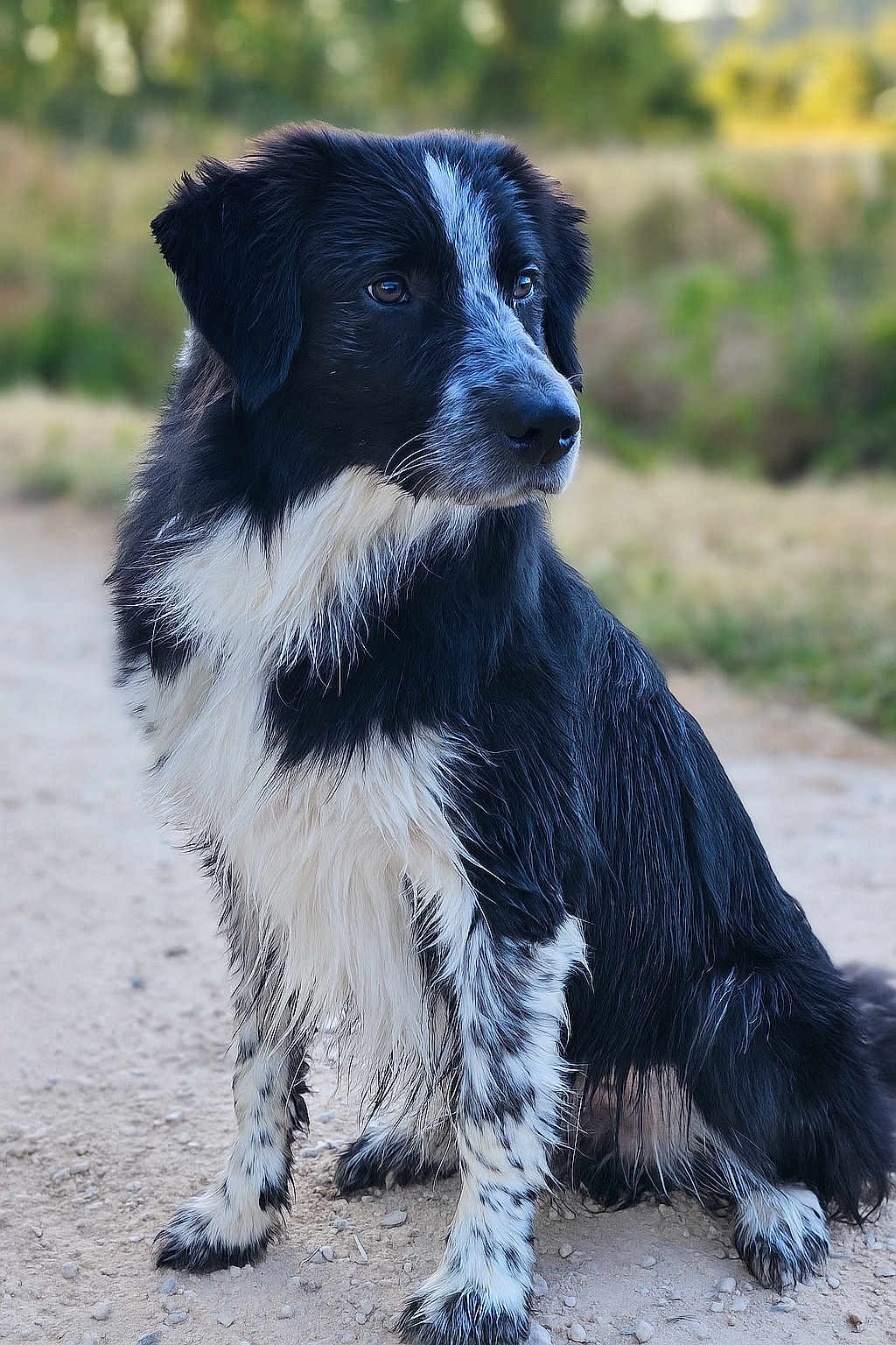 Atlas participe au concours pour gagner de l'argent avec cette photo : dog, black_and_white, sitting, outdoor, fur, animal, pet, canine, portrait, nature, blurred_background, path, attentive, looking_away, long_hair, mammal, companion, friendly, cute, alert