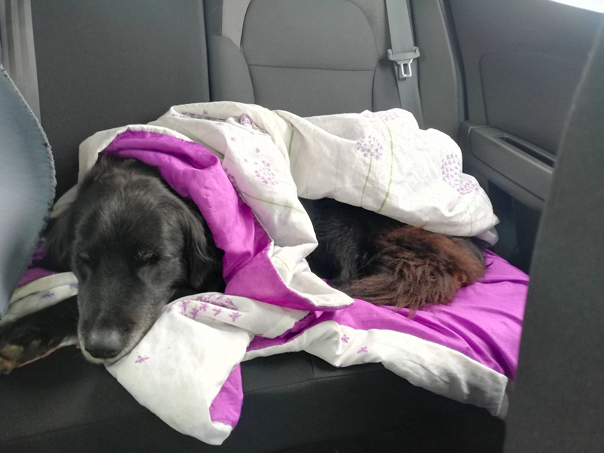 Mistrale a rejoint le concours — aidez-le/la à gagner de superbes lots ! canidae, car, car_seat, car_seat_cover, carnivore, comfort, companion_dog, dog, dog_breed, dog_supply, fawn, linens, mammal, pet_supply, purple, sporting_group, vehicle, vehicle_door, vertebrate, working_animal