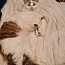 bag, bed, blanket, brown, cat, comfortable, cozy, curious, domestic, fluffy, furniture, home, indoor, lying_down, pet, relaxing, resting, shelf, soft_texture, white