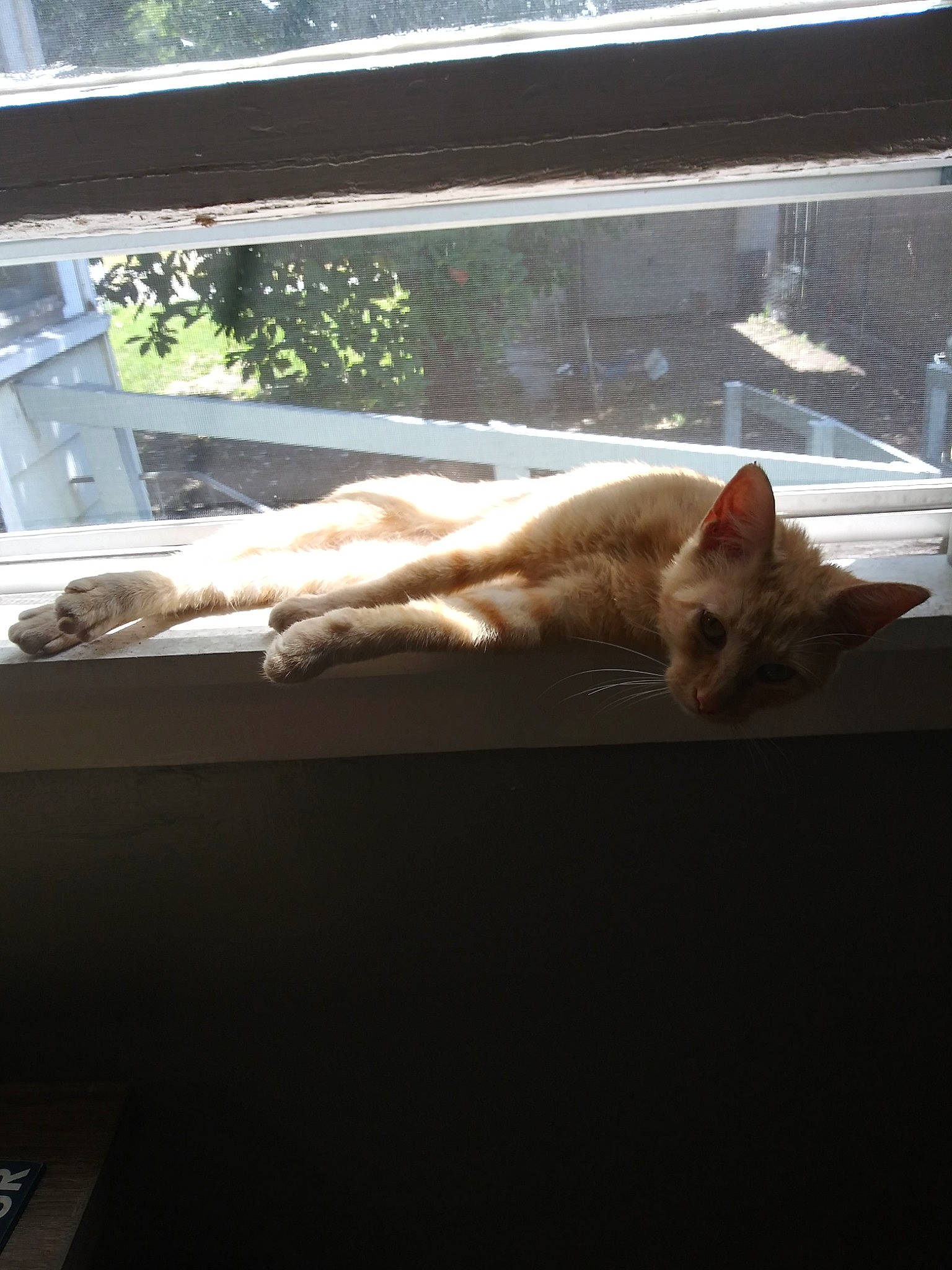 Nala is registered to the contest to win money with this photo: carnivore, cat, devon_rex, fawn, felidae, fur, small_to_medium_sized_cats, tail, whiskers, window