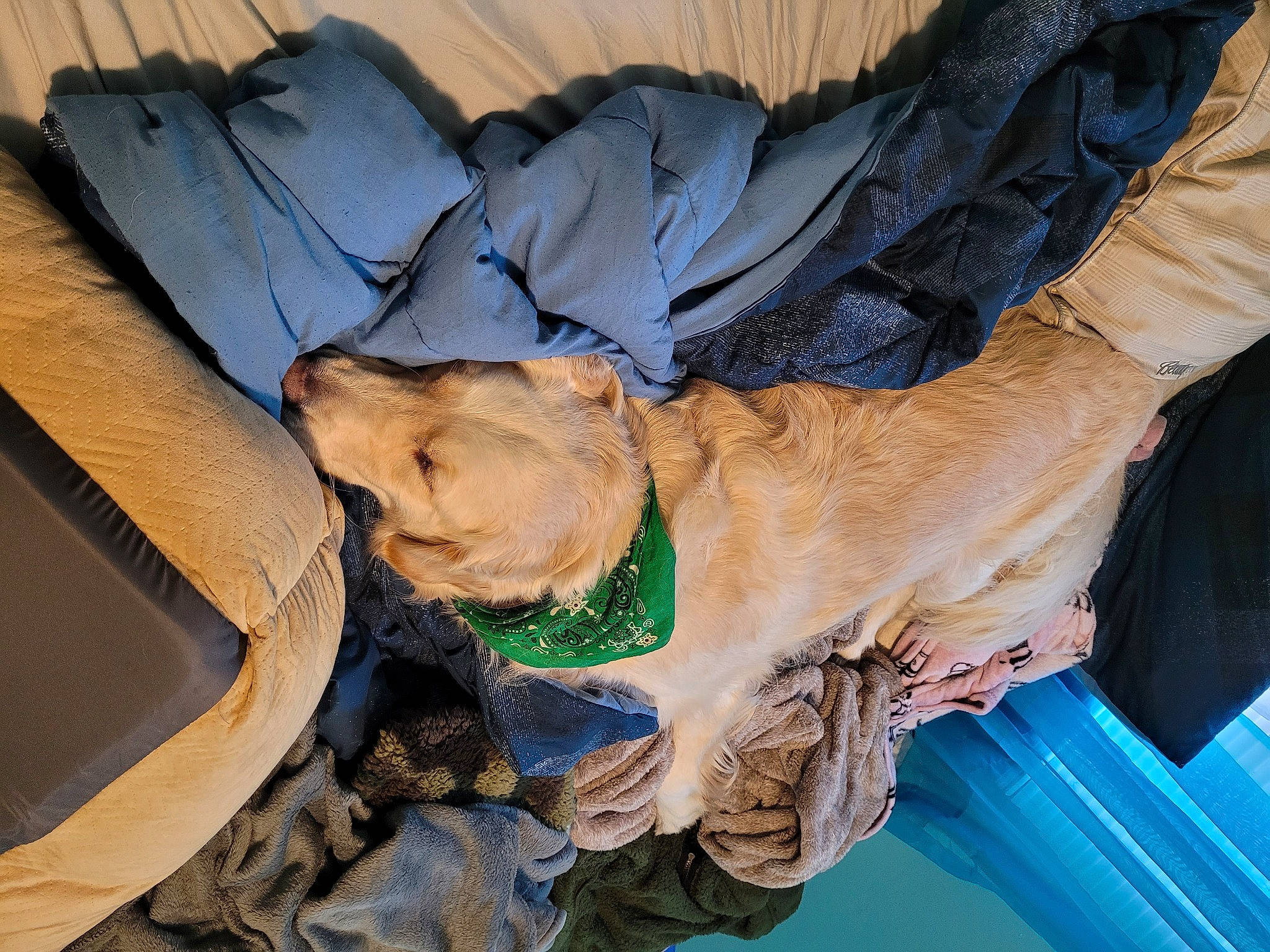 Bailey joined the competition — help win amazing prizes! canidae, carnivore, comfort, companion_dog, dog, dog_breed, electric_blue, fawn, fur, hat, personal_protective_equipment, sporting_group, wood