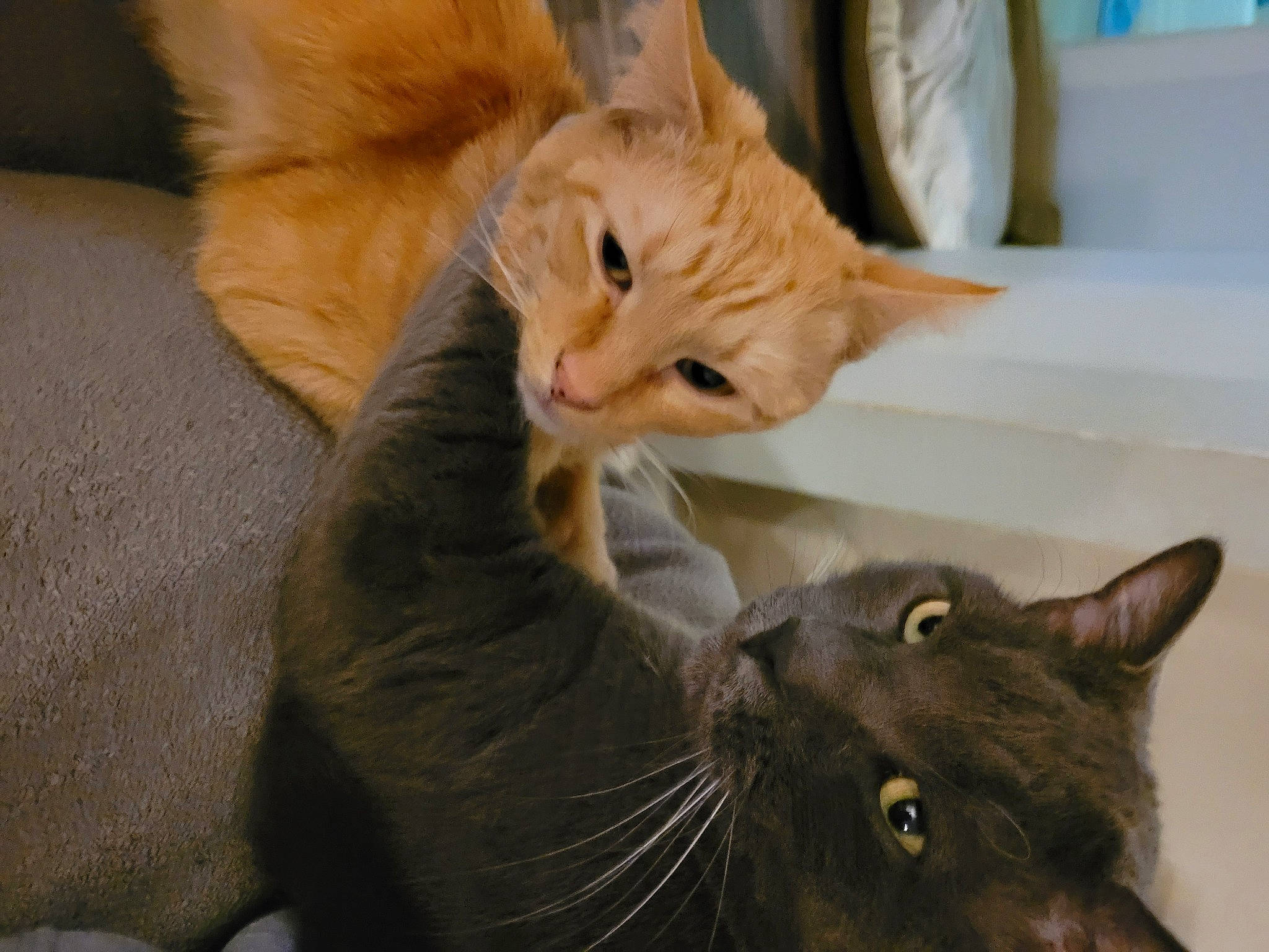 Logan joined the competition — help win amazing prizes! black_cat, carnivore, cat, claw, comfort, domestic_short_haired_cat, ear, fawn, felidae, fur, gesture, mammal, paw, small_to_medium_sized_cats, snout, tail, vertebrate, whiskers, window