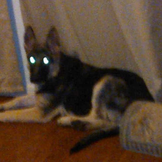 Shadow