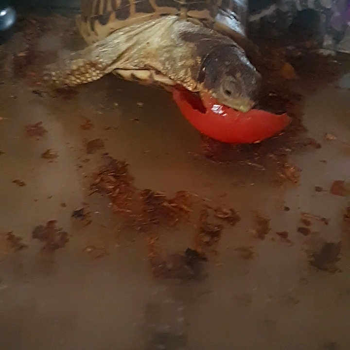 Speedy