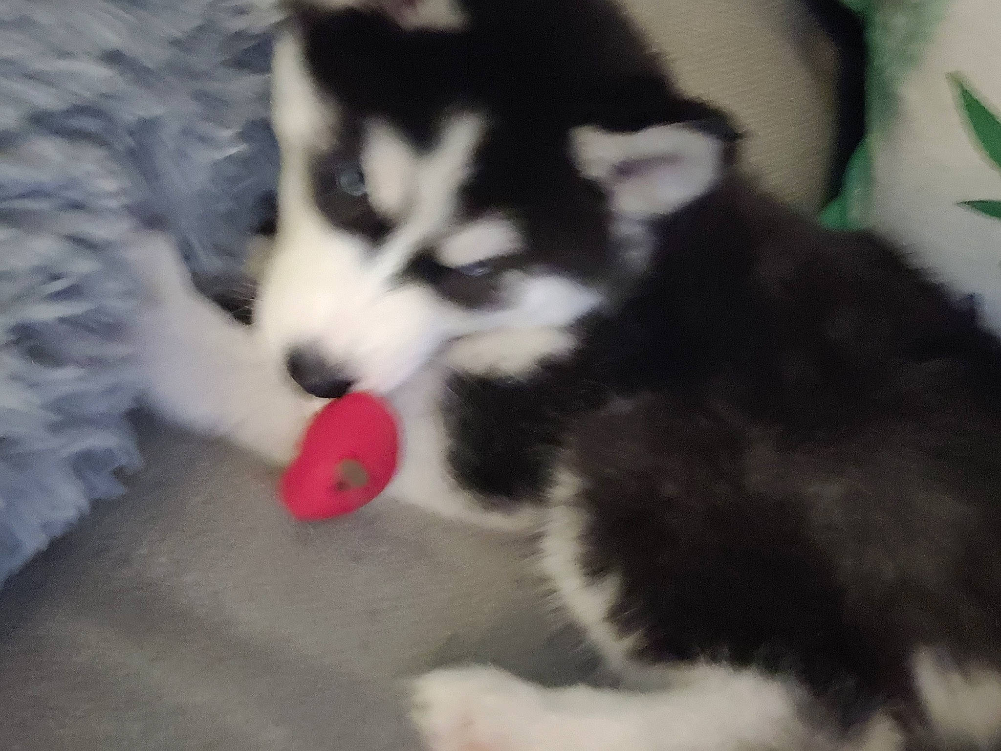 Akita joined the competition — help win amazing prizes! ancient_dog_breeds, canidae, carmine, carnivore, companion_dog, dog, dog_breed, flooring, fur, herding_dog, paw, siberian_husky, sled_dog, snout, sporting_group, tail, terrestrial_animal, whiskers, working_animal, working_dog