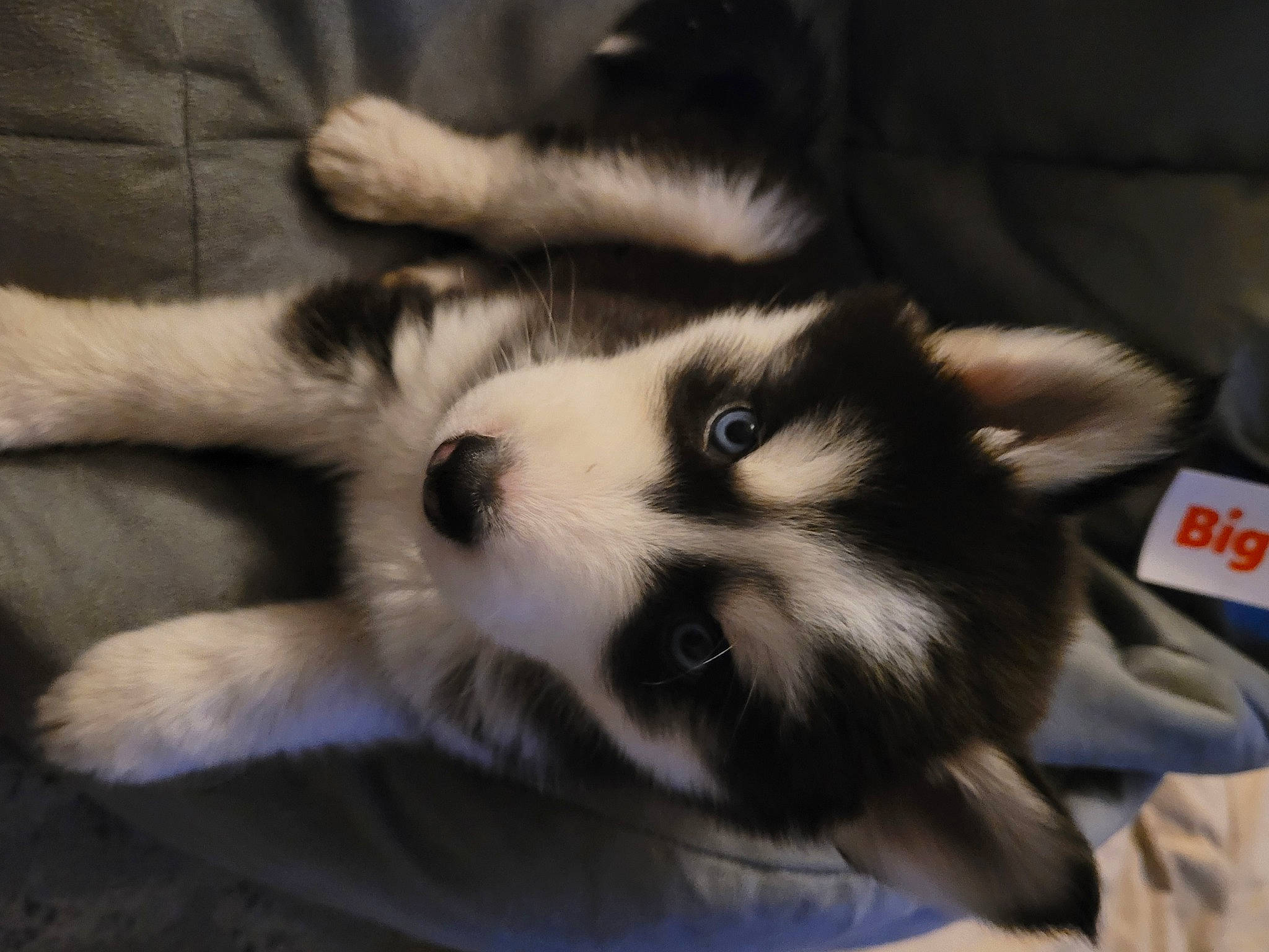 Akita joined the competition — help win amazing prizes! bored, canidae, carnivore, claw, companion_dog, dog, dog_breed, fawn, fur, nap, non_sporting_group, paw, puppy, siberian_husky, small_to_medium_sized_cats, sporting_group, terrestrial_animal, toy_dog, whiskers, working_dog