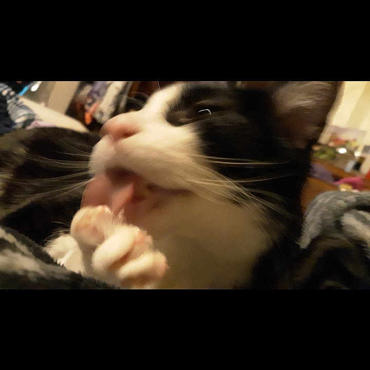 Oreo