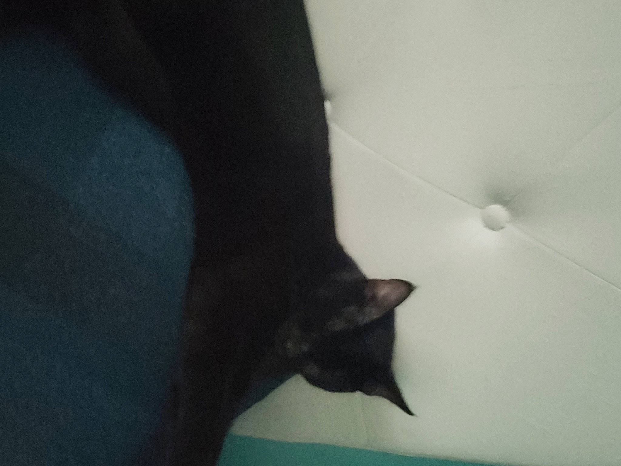 Blaze is registered to the contest to win money with this photo: black_cat, carnivore, cat, domestic_short_haired_cat, electric_blue, felidae, fur, gesture, head, human_body, human_leg, monochrome, monochrome_photography, sky, small_to_medium_sized_cats, snout, tail, tints_and_shades, tree, whiskers