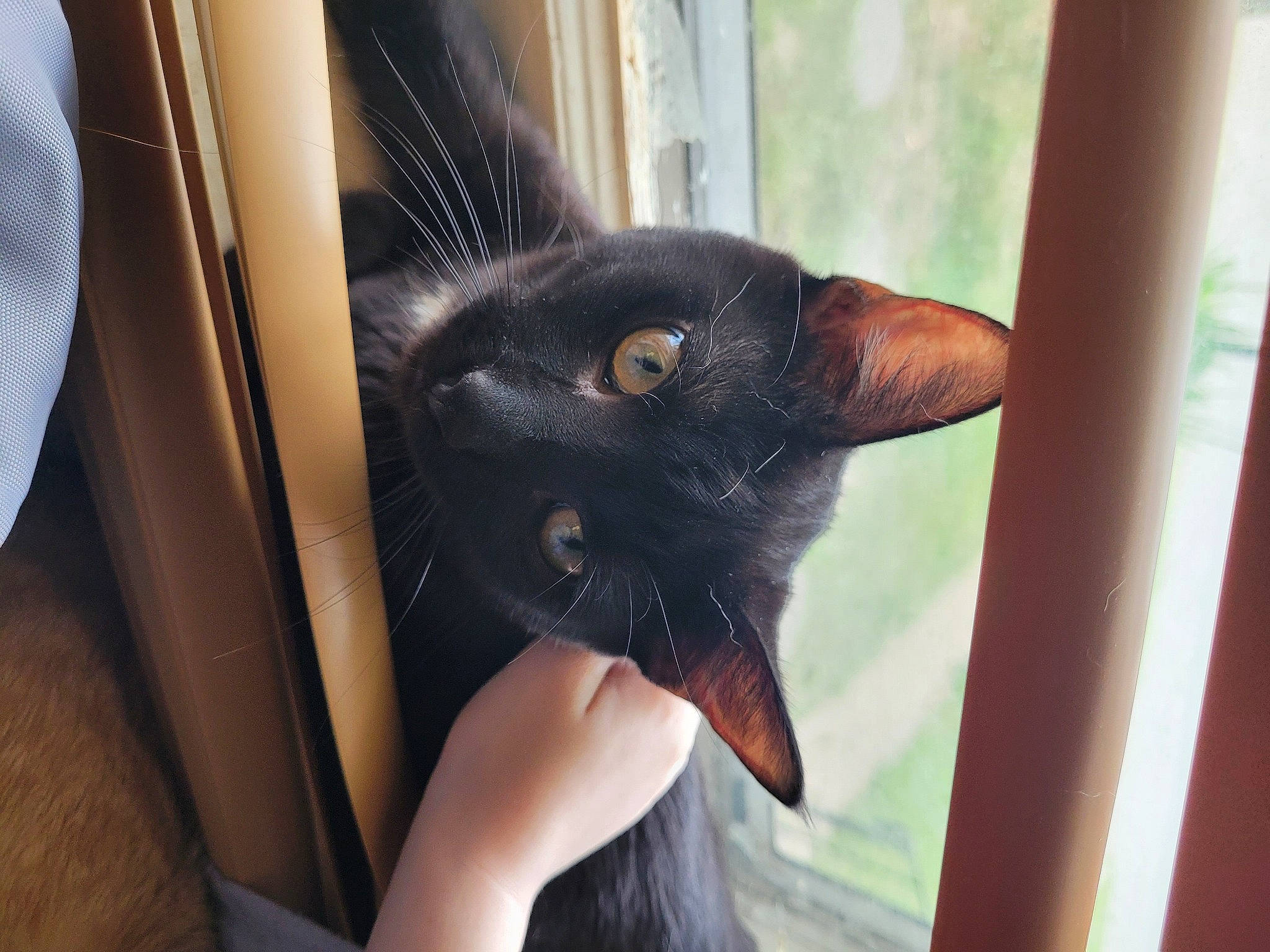 Blaze is registered to the contest to win money with this photo: black_cat, carnivore, cat, comfort, domestic_short_haired_cat, ear, eye, fawn, felidae, fur, gesture, leg, plant, small_to_medium_sized_cats, snout, tail, tree, whiskers, window, wood