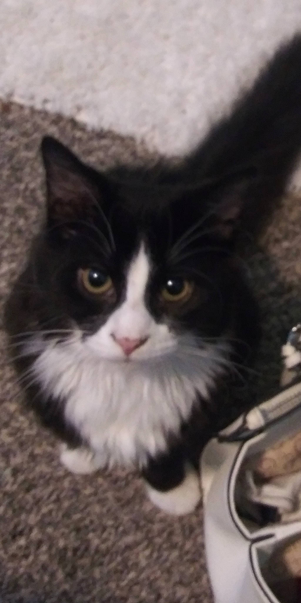 Cocamo joined the competition — help win amazing prizes! aegean_cat, american_wirehair, black_and_white, carnivore, cat, domestic_long_haired_cat, domestic_short_haired_cat, european_shorthair, eye, felidae, kitten, mammal, norwegian_forest_cat, polydactyl_cat, small_to_medium_sized_cats, snout, vertebrate, whiskers