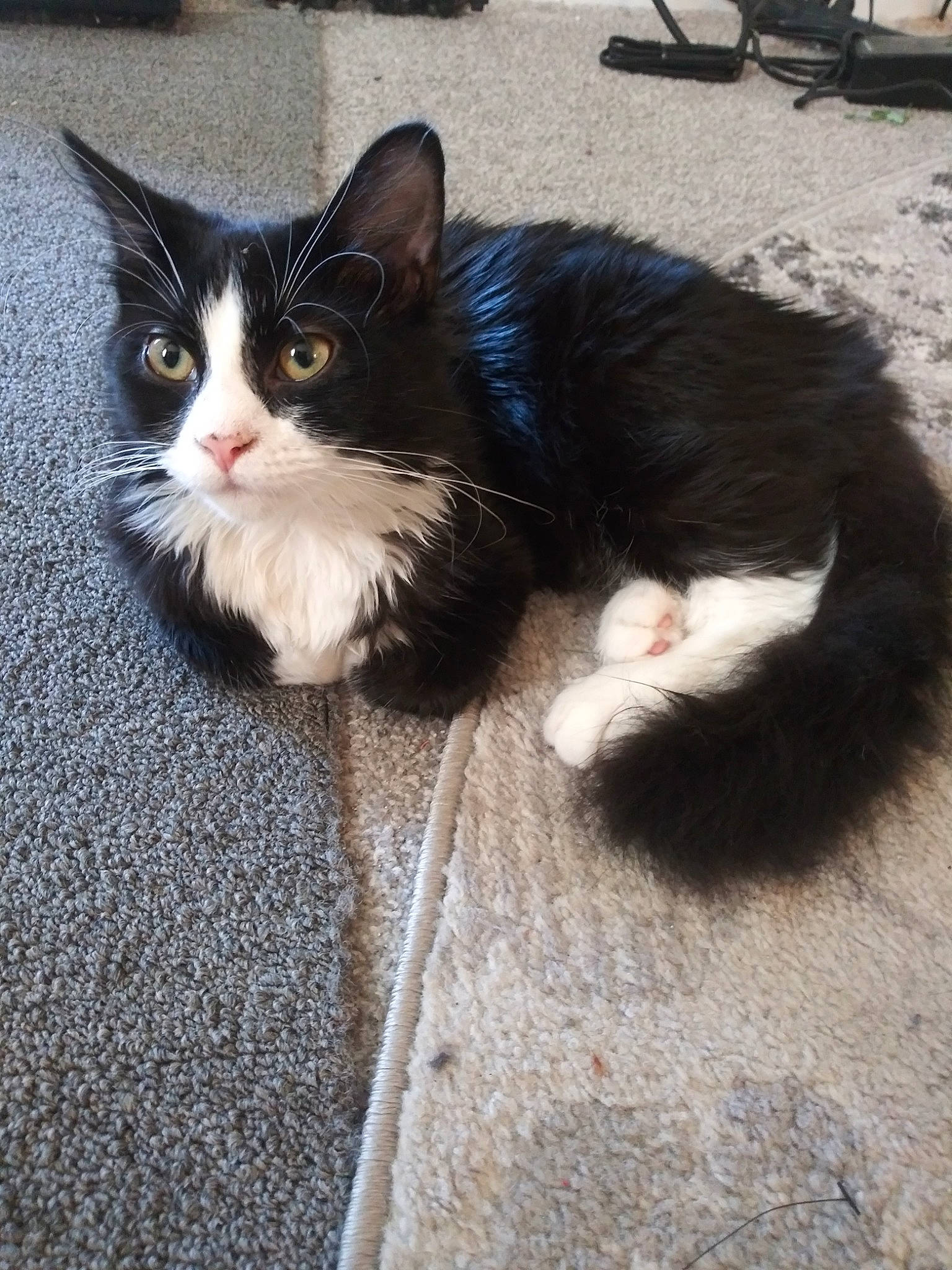 Cocamo is registered to the contest to win money with this photo: aegean_cat, black_and_white, black_cat, carnivore, cat, domestic_long_haired_cat, domestic_short_haired_cat, european_shorthair, felidae, fur, kitten, mammal, norwegian_forest_cat, polydactyl_cat, small_to_medium_sized_cats, tail, whiskers