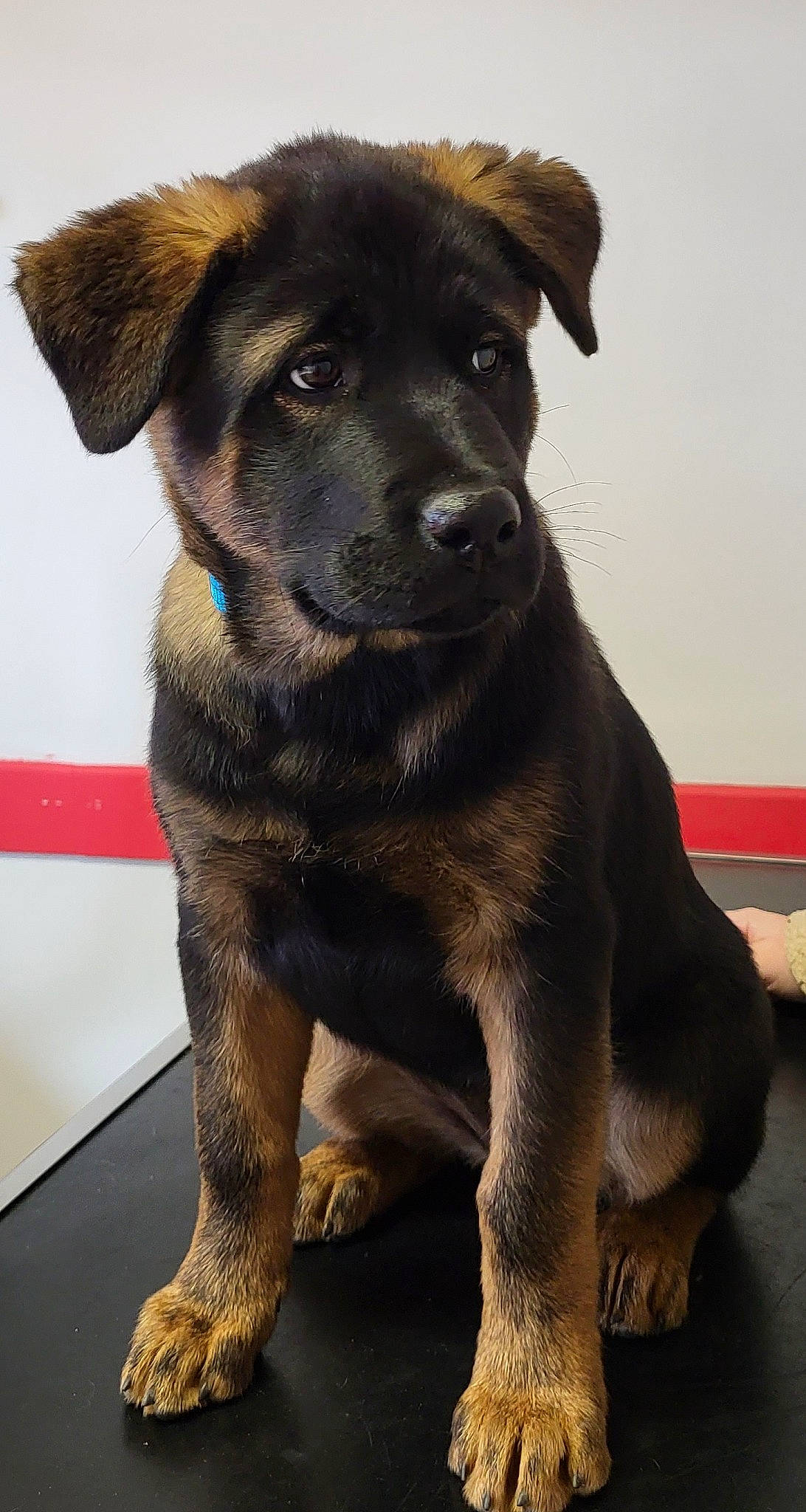 Athena a rejoint le concours — aidez-le/la à gagner de superbes lots ! borador, canidae, carnivore, collar, companion_dog, dog, dog_breed, dog_collar, fawn, fur, guard_dog, pet_supply, retriever, snout, sporting_group, street_dog, terrestrial_animal, whiskers, working_animal, working_dog