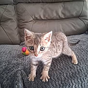Abricot participe au concours pour gagner de l'argent avec cette photo : animal, cat, closeup, couch, curious, cute, ears, fur, furry, gray_blanket, indoor, kitten, paws, pet, playful, small, tabby, toy, whiskers, young