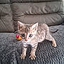 animal, cat, closeup, couch, curious, cute, ears, fur, furry, gray_blanket, indoor, kitten, paws, pet, playful, small, tabby, toy, whiskers, young