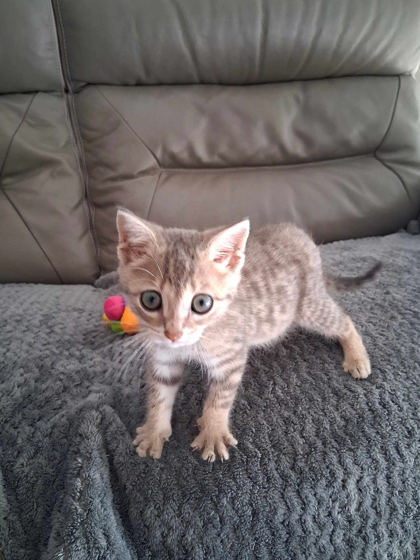 Abricot