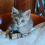 Abricot participe au concours pour gagner de l'argent avec cette photo : animal, bed, blue_eyes, cat, cozy, curious, cute, domestic_cat, fur, furniture, indoor, kitten, looking, pet, resting, small, tabby, whiskers, wood, young