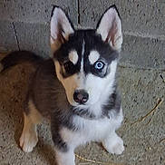 Aya a rejoint le concours — aidez-le/la à gagner de superbes lots ! dog, puppy, siberian_husky, husky, heterochromia, blue_eye, brown_eye, fur, ears, nose, paw, sitting, looking_up, indoor, concrete_floor, straw, close_up, portrait, pet, adorable