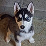 dog, puppy, siberian_husky, husky, heterochromia, blue_eye, brown_eye, fur, ears, nose, paw, sitting, looking_up, indoor, concrete_floor, straw, close_up, portrait, pet, adorable