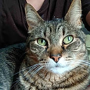 Gus joined the competition — help win amazing prizes! cat, tabby_cat, green_eyes, pet, animal, fur, whiskers, close_up, indoor, person, human, shirt, resting, relaxed, cute, mammal, face, paw, domestic_cat, companion