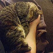 Gus joined the competition — help win amazing prizes! animal, arm, blanket, cat, closeup, comfort, couch, cozy, curled_up, domestic_animal, feline, fur, hand, indoor, pet, relaxation, resting, sleeping, tabby_cat, warm