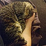 cat, tabby_cat, sleeping, curled_up, hand, arm, blanket, couch, indoor, pet, feline, fur, resting, cozy, comfort, domestic_animal, closeup, relaxation, animal, warm