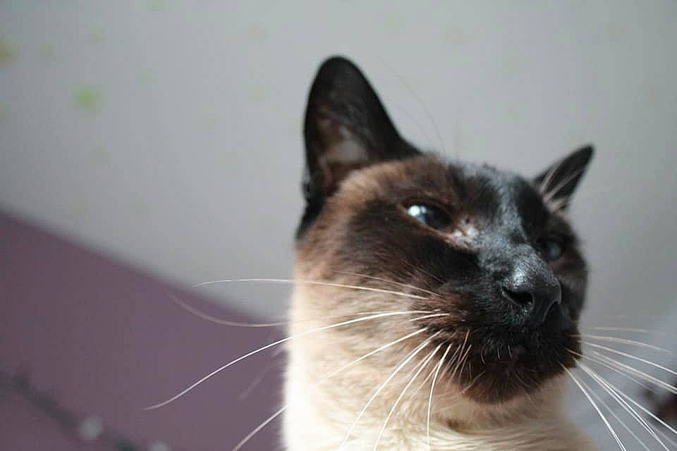 Thomasito Vinchenzo joined the competition — help win amazing prizes! balinese, birman, burmese, carnivore, cat, domestic_short_haired_cat, eye, felidae, himalayan, javanese, mammal, ojos_azules, siamese, small_to_medium_sized_cats, snout, snowshoe, thai, tonkinese, vertebrate, whiskers