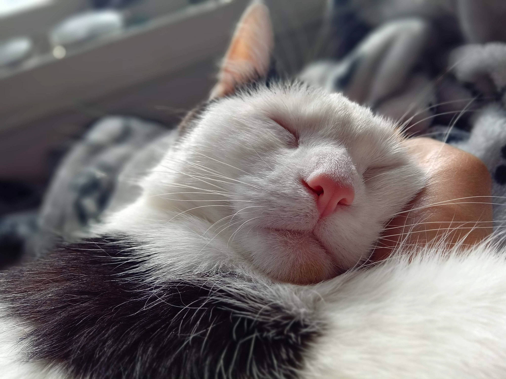 Maeve joined the competition — help win amazing prizes! baby, carnivore, cat, child, close_up, ear, eye, felidae, fur, kitten, nap, nose, paw, polydactyl_cat, skin, sleep, small_to_medium_sized_cats, snout, whiskers