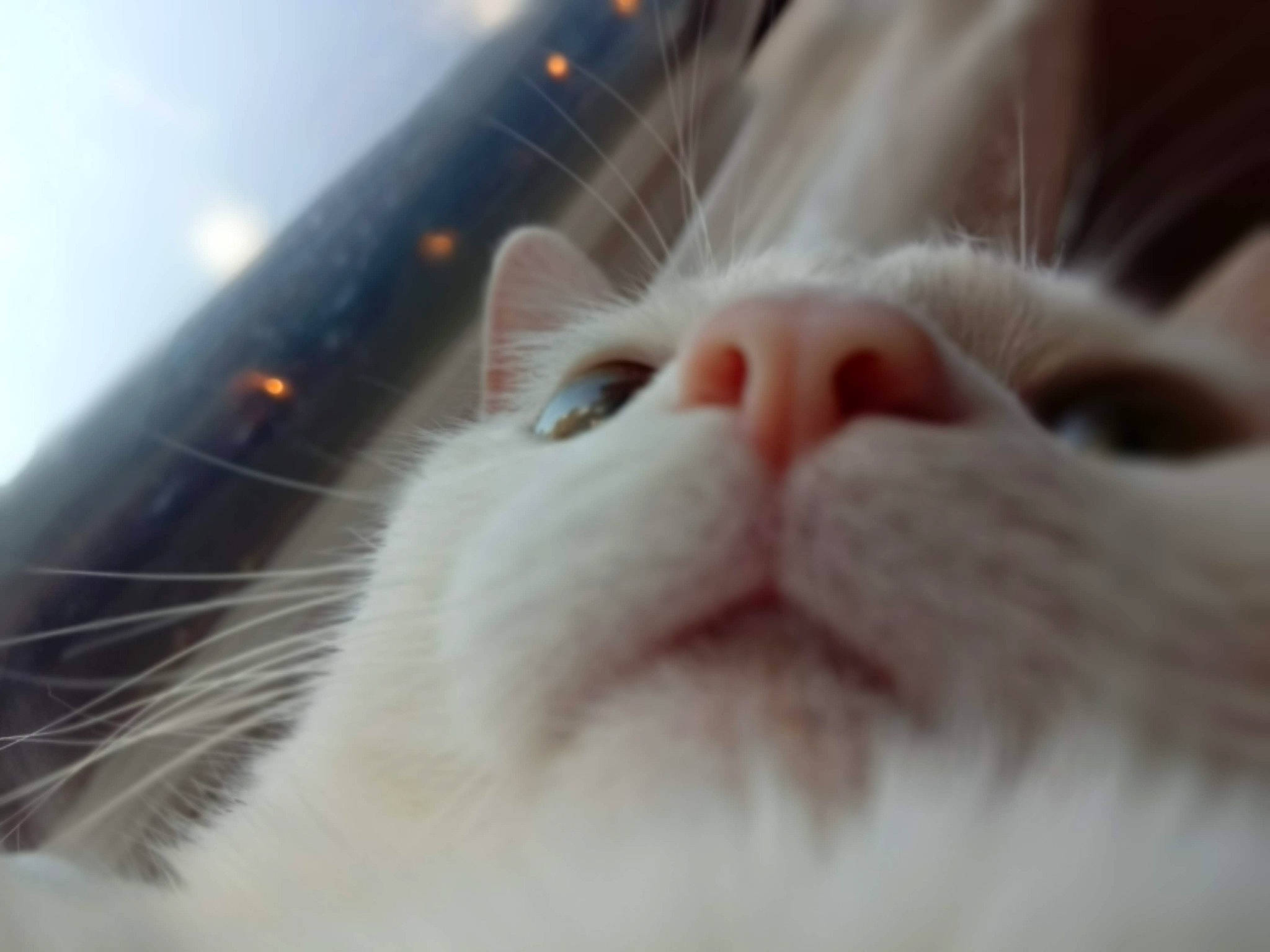 Maeve joined the competition — help win amazing prizes! carnivore, cat, close_up, cloud, ear, eye, fawn, felidae, fur, mouth, nose, paw, ragdoll, sky, small_to_medium_sized_cats, snout, turkish_angora, turkish_van, whiskers