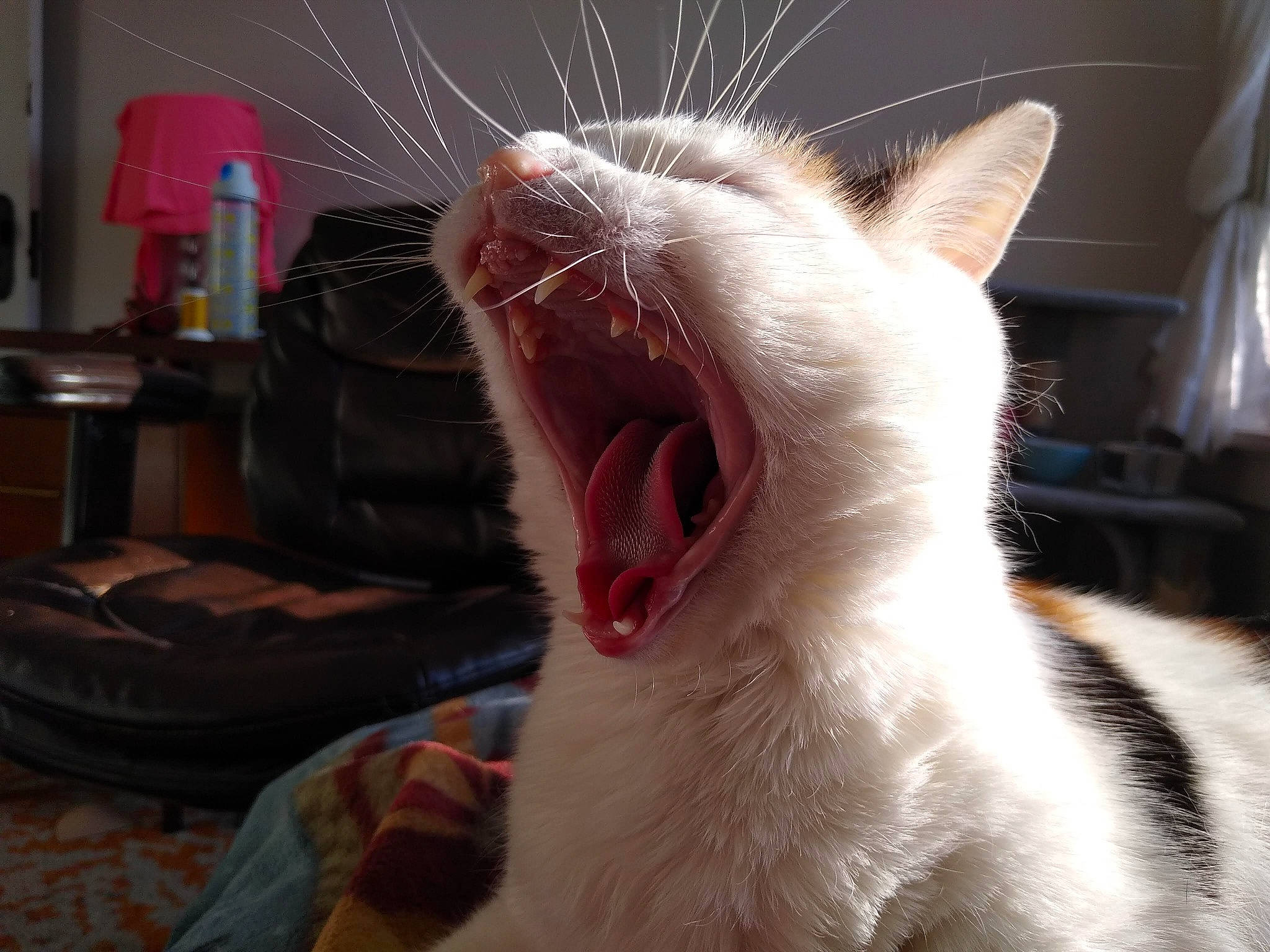 Maeve joined the competition — help win amazing prizes! carnivore, cat, ear, eye, facial_expression, fang, felidae, fur, head, jaw, mammal, mouth, nose, organ, small_to_medium_sized_cats, snout, tongue, tooth, whiskers, yawn