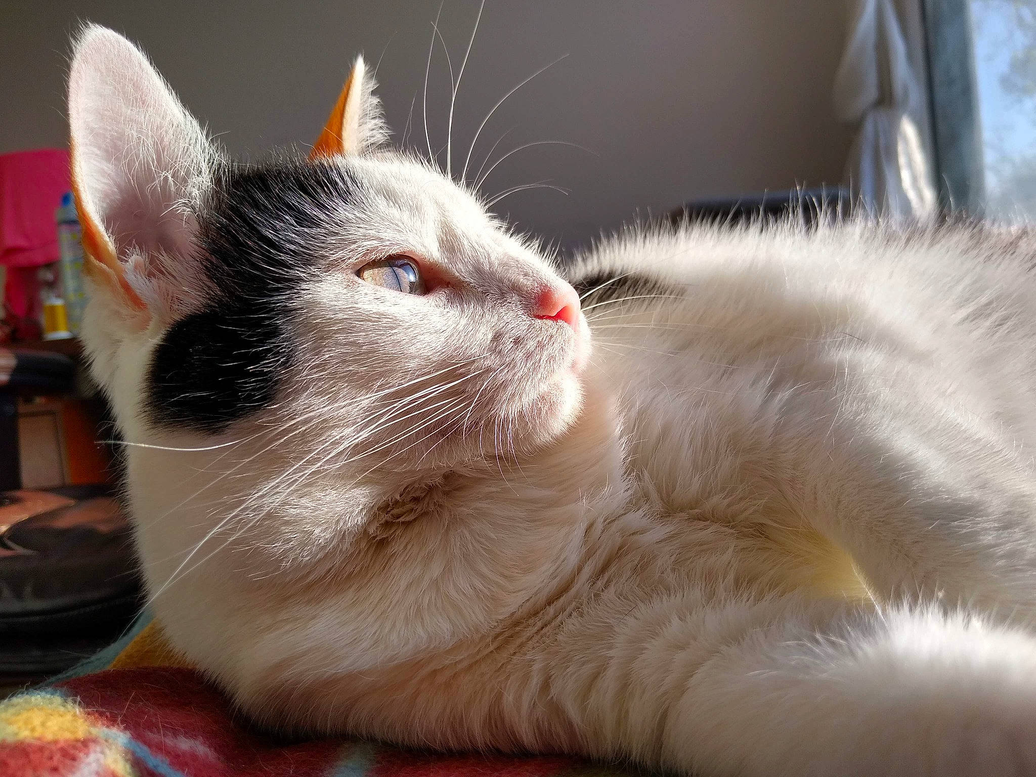 Maeve is registered to the contest to win money with this photo: aegean_cat, asian, carnivore, cat, claw, domestic_short_haired_cat, ear, fawn, felidae, fur, japanese_bobtail, kitten, mammal, paw, small_to_medium_sized_cats, snout, turkish_angora, turkish_van, vertebrate, whiskers