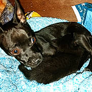 Xena joined the competition — help win amazing prizes! dog, black_dog, kitten, black_kitten, blanket, blue_blanket, pet, animal, indoor, wooden_surface, training_pads, close_up, cuddling, resting, ears, eyes, fur, cozy, small_animal, companion